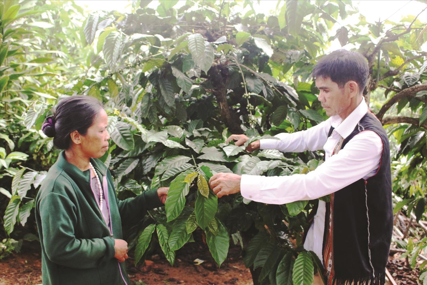 Ông A Nẻo thường xuyên hướng dẫn bà con trong thôn cách chăm sóc cây cà phê, nâng cao năng suất và nhiều hộ đã vươn lên thoát nghèo